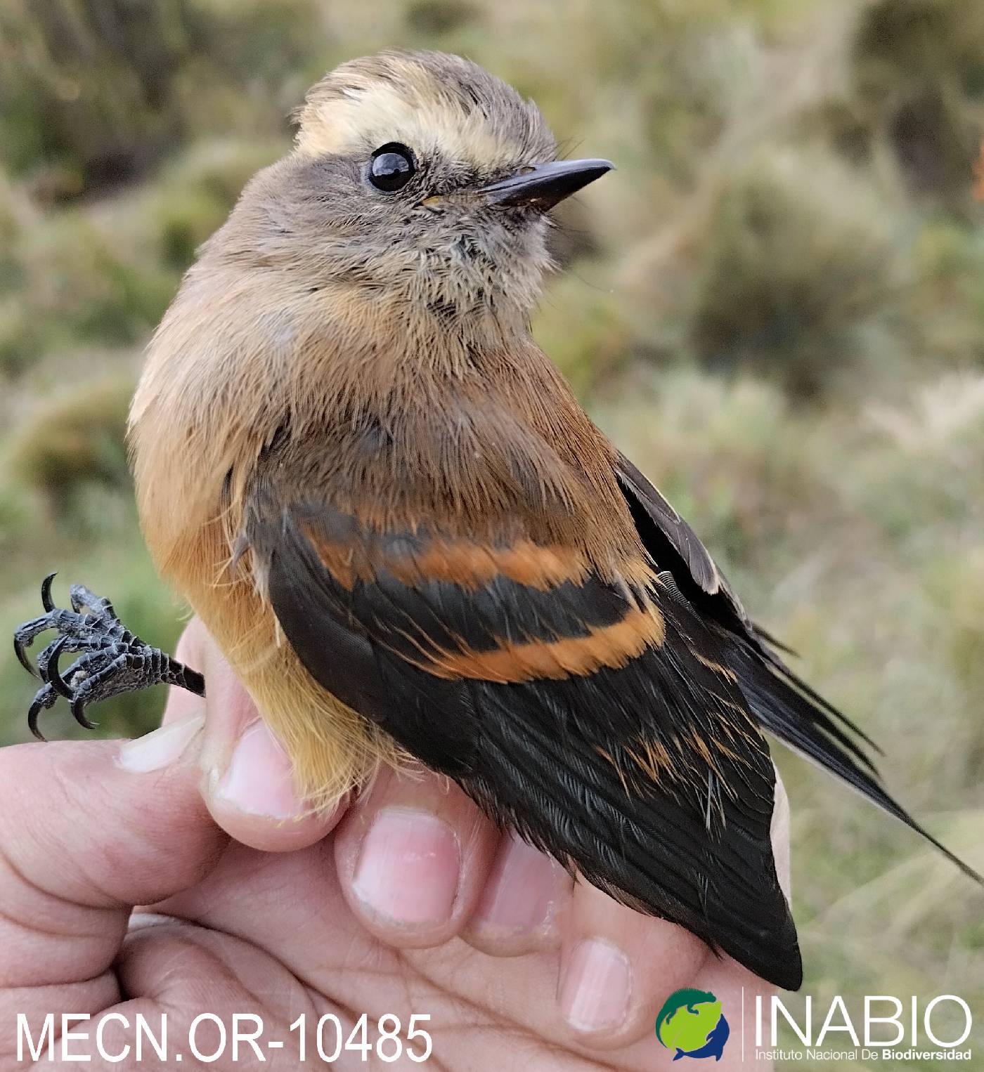 Ochthoeca fumicolor image