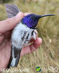 Oreotrochilus chimborazo image