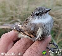 Mecocerculus leucophrys image