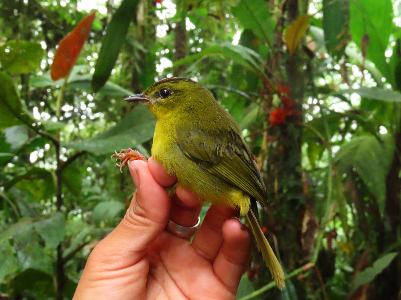 Myiothlypis chrysogaster image