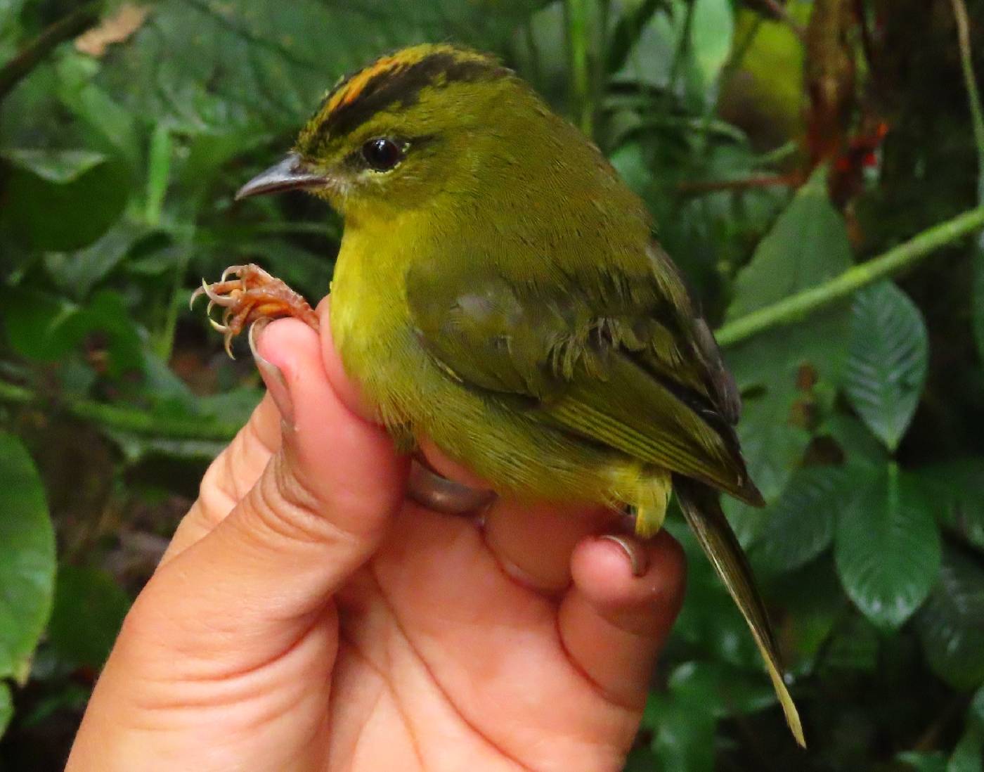 Myiothlypis chrysogaster image