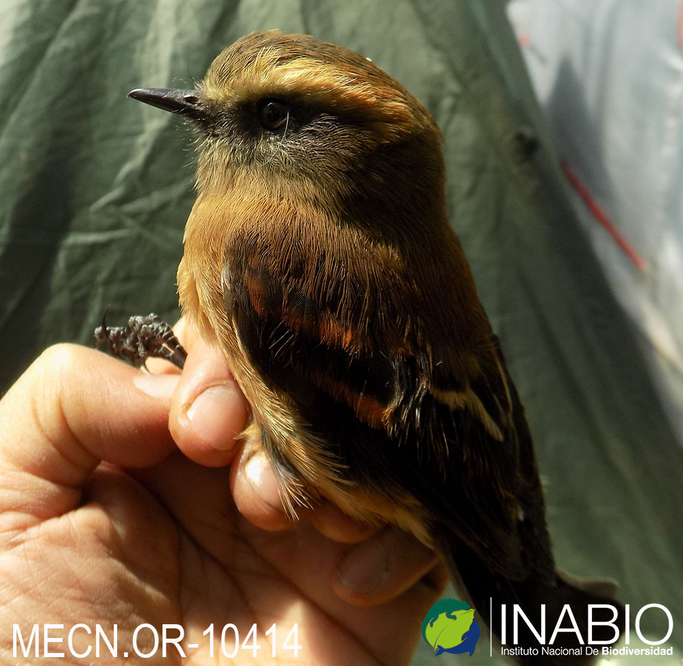 Mecocerculus leucophrys image