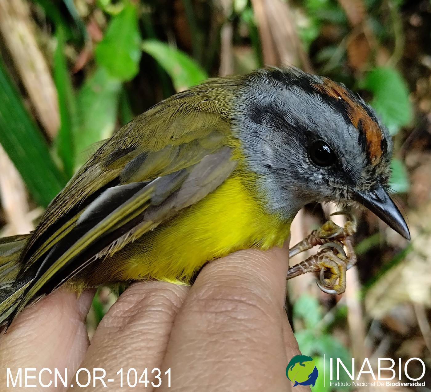 Myiothlypis coronata image