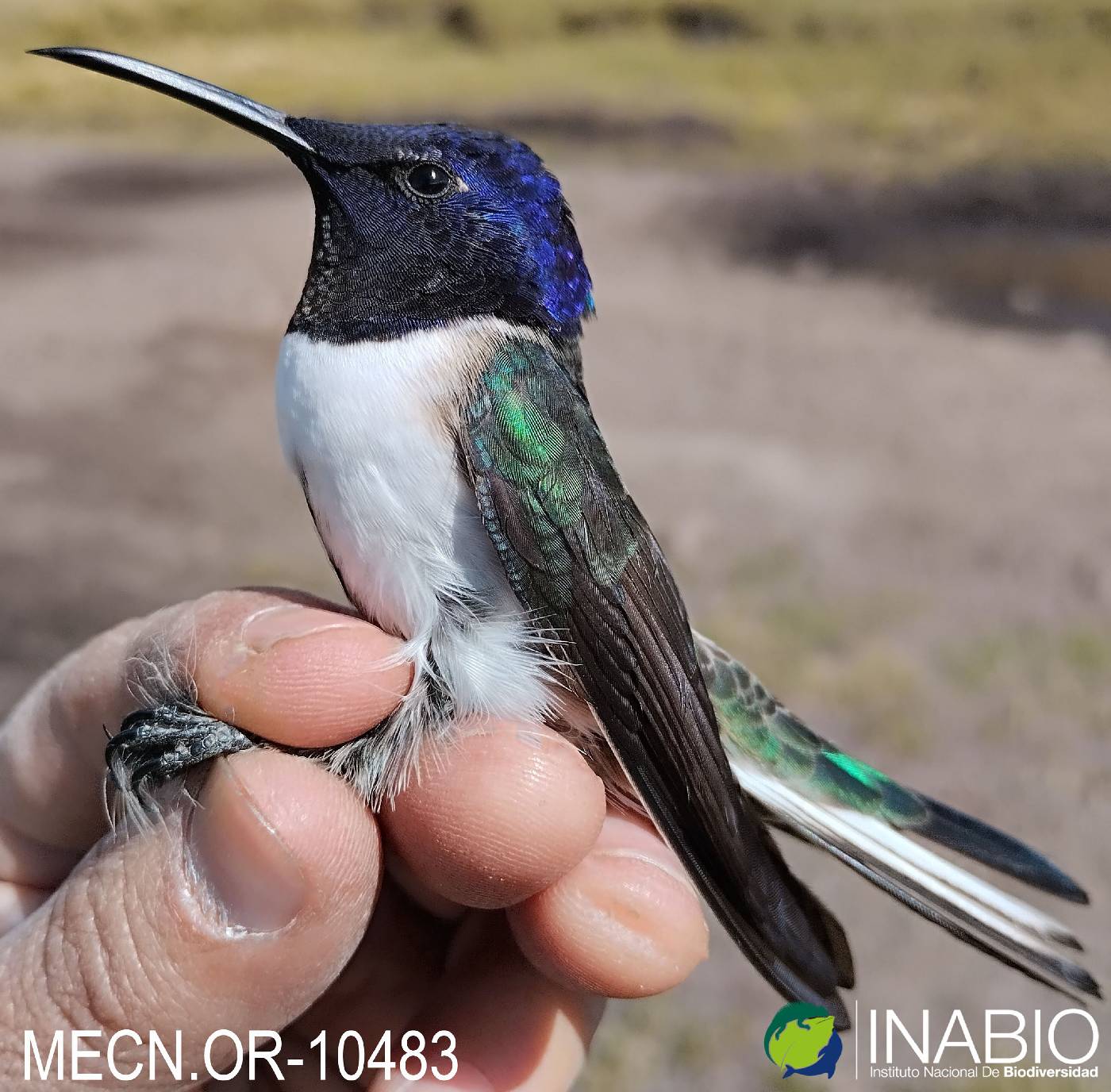 Oreotrochilus chimborazo image