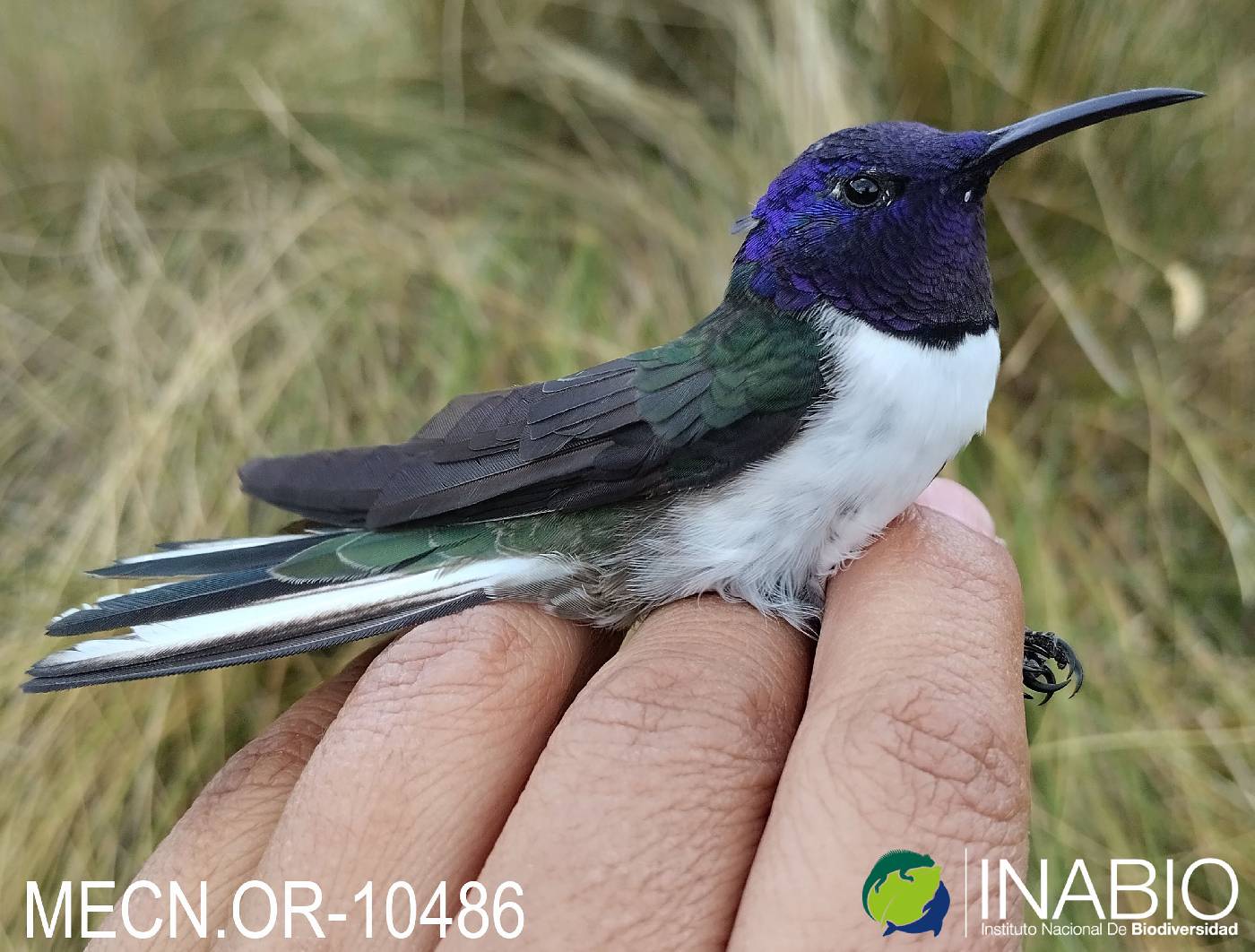 Oreotrochilus chimborazo image