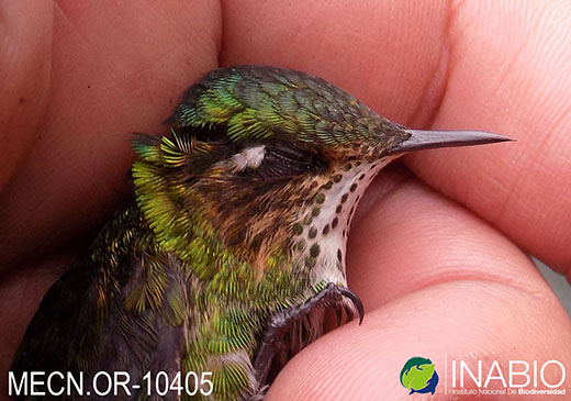 Ramphomicron microrhynchum image