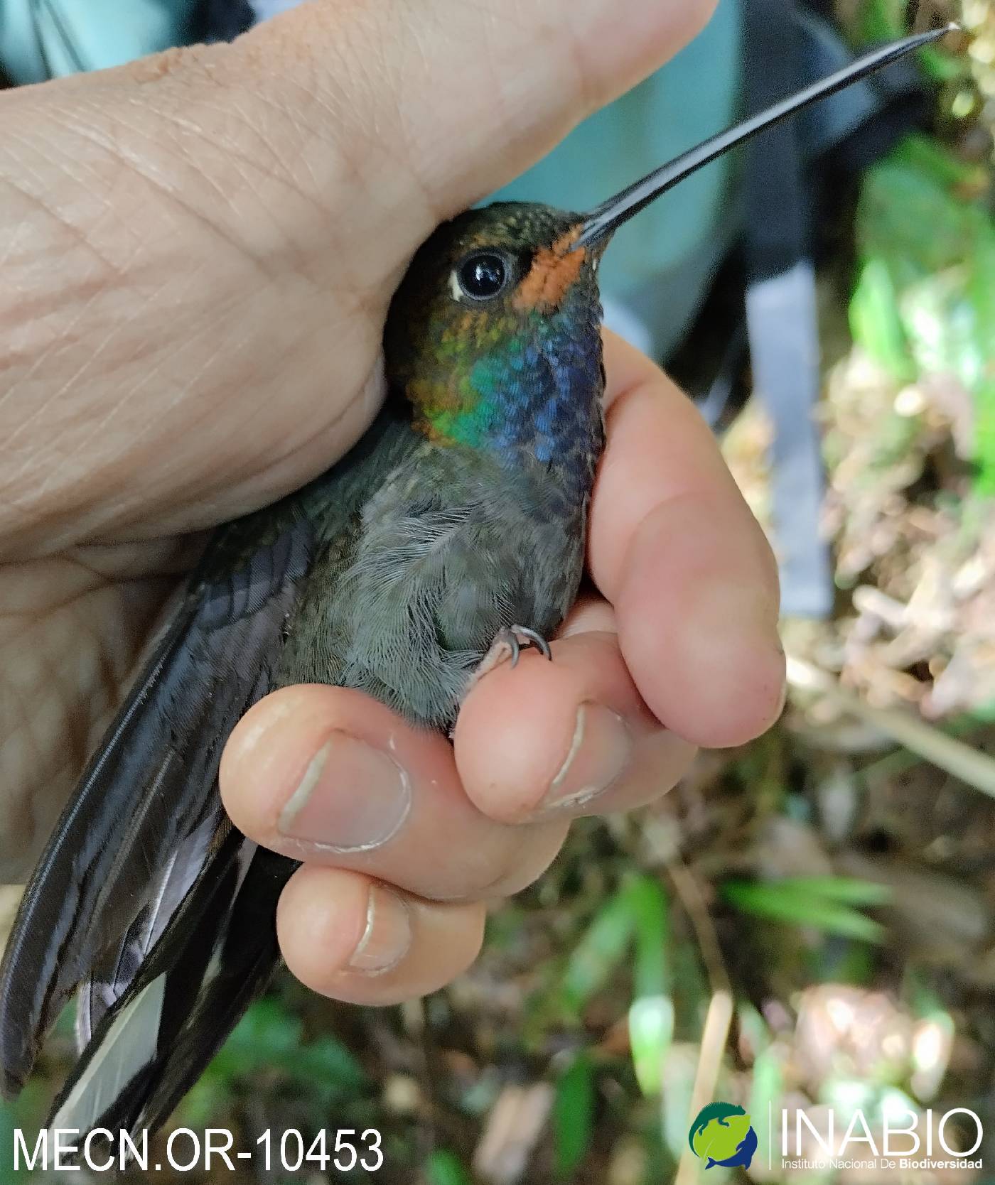 Urochroa bougueri image