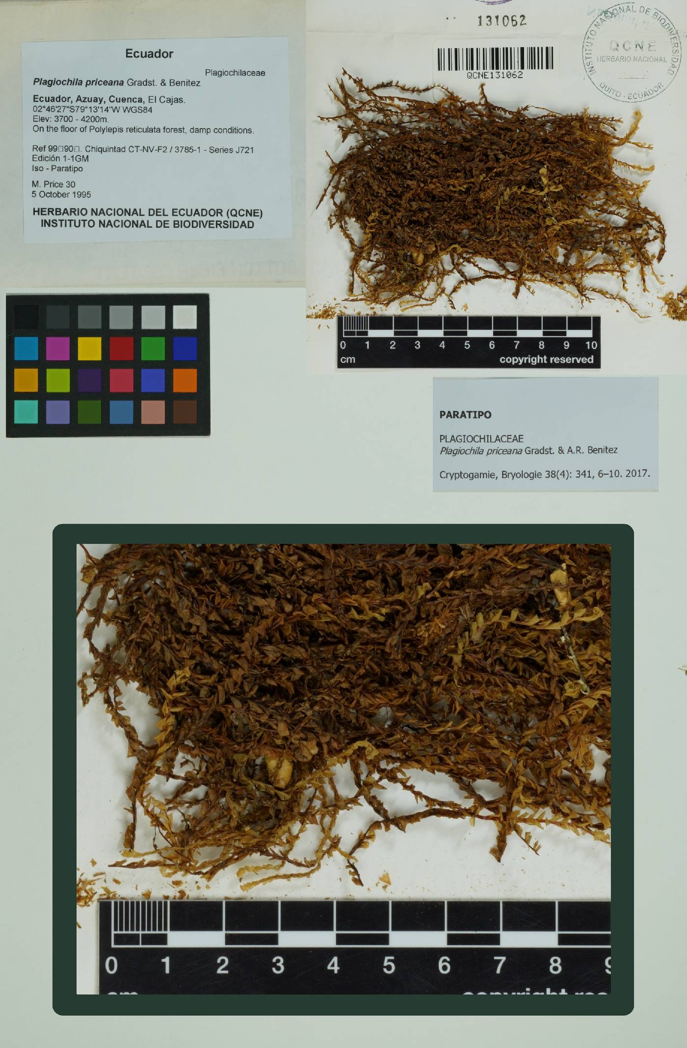 Plagiochila priceana image