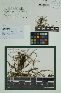 Plagiochila gradsteinii image