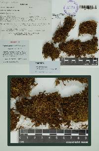 Image of Leptoscyphus revolutus