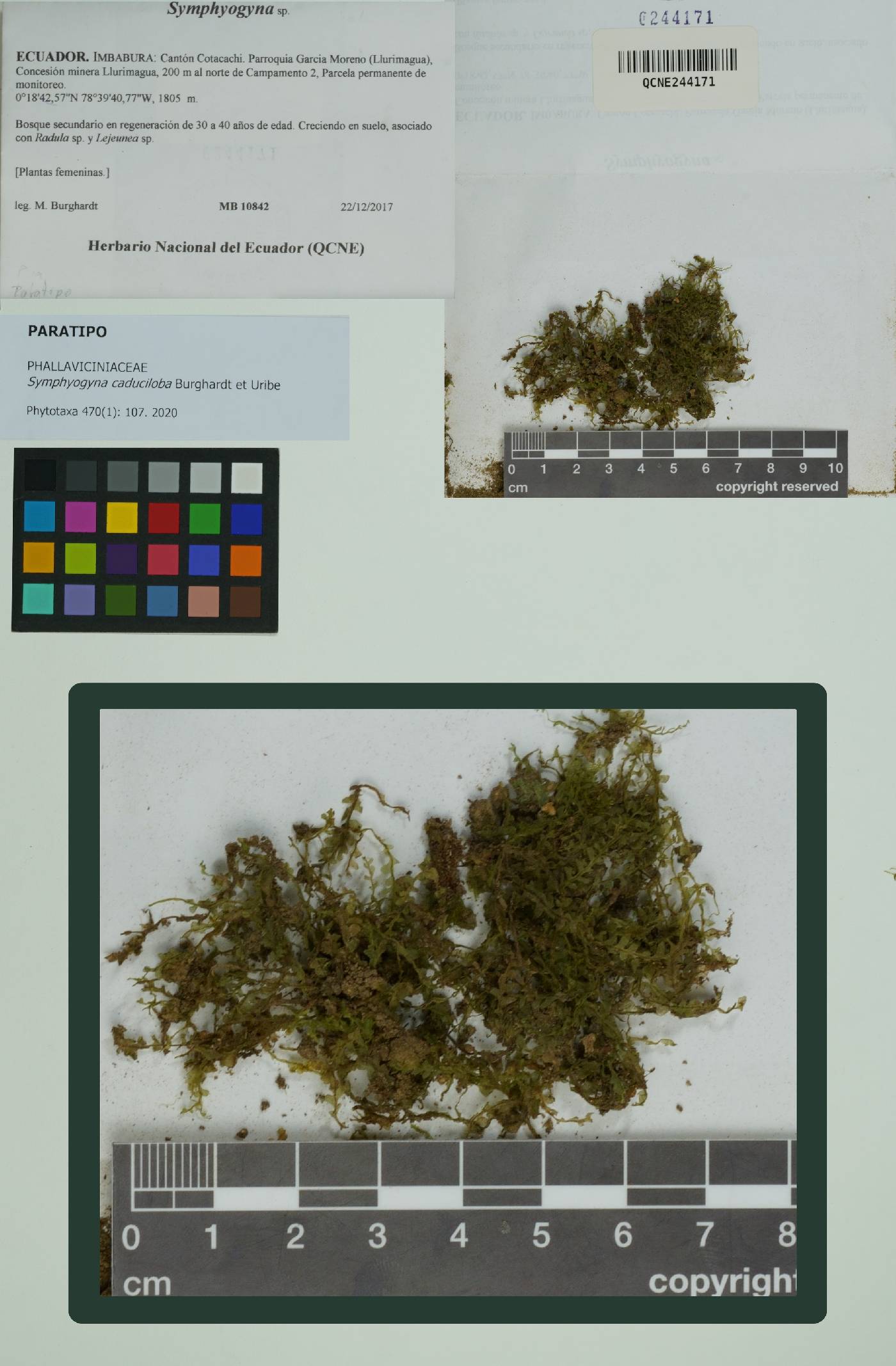 Symphyogyna caduciloba image