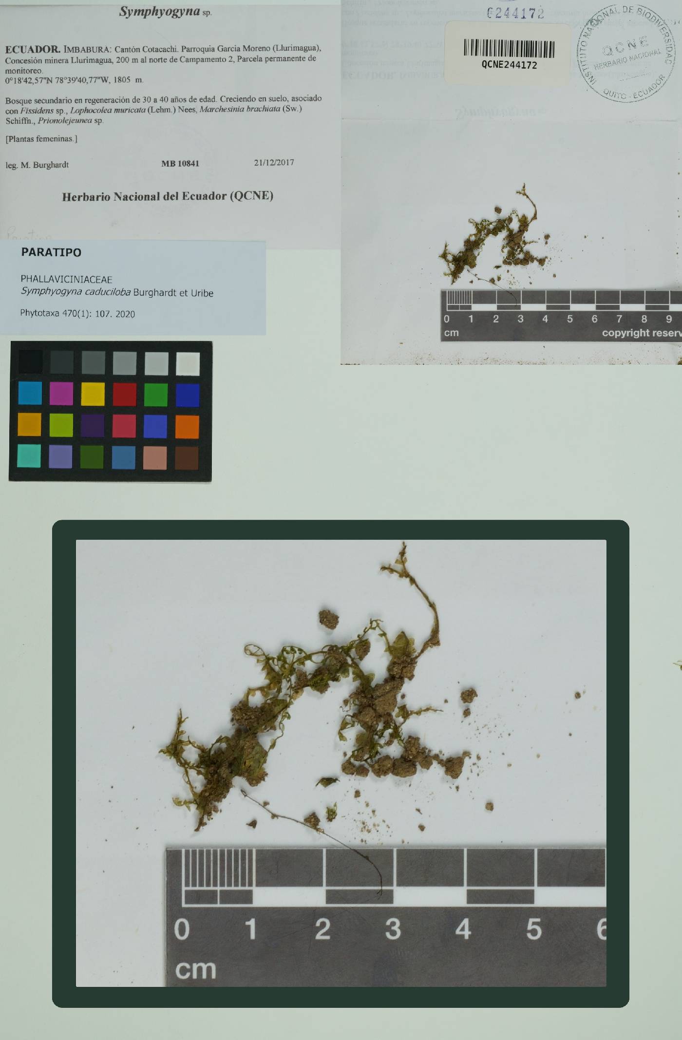 Pallaviciniaceae image