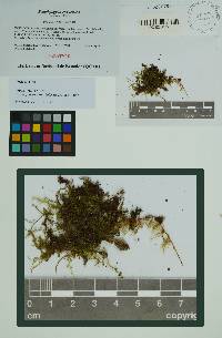 Image of Symphyogyna caduciloba