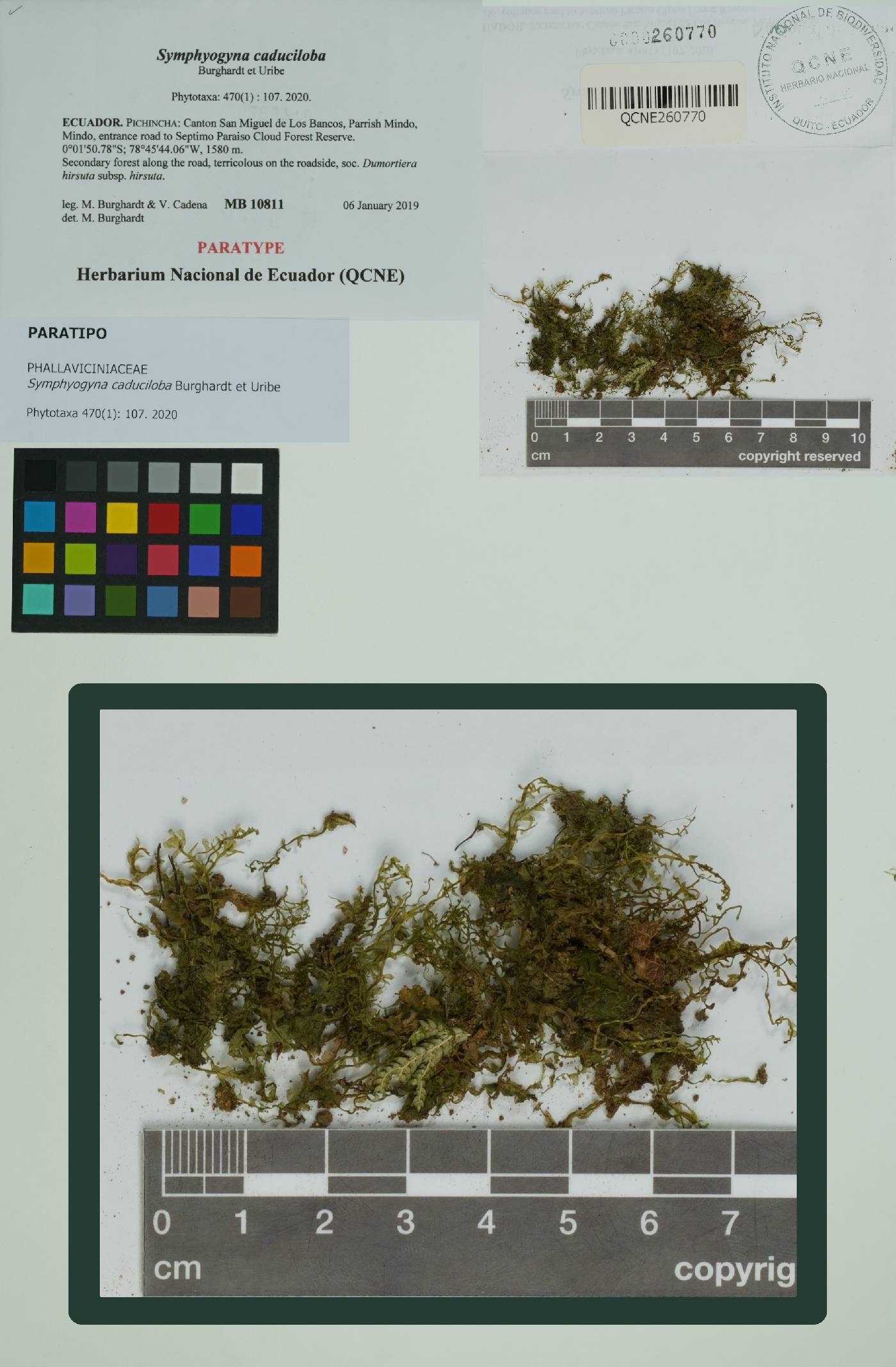 Pallaviciniaceae image