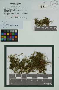 Symphyogyna caduciloba image