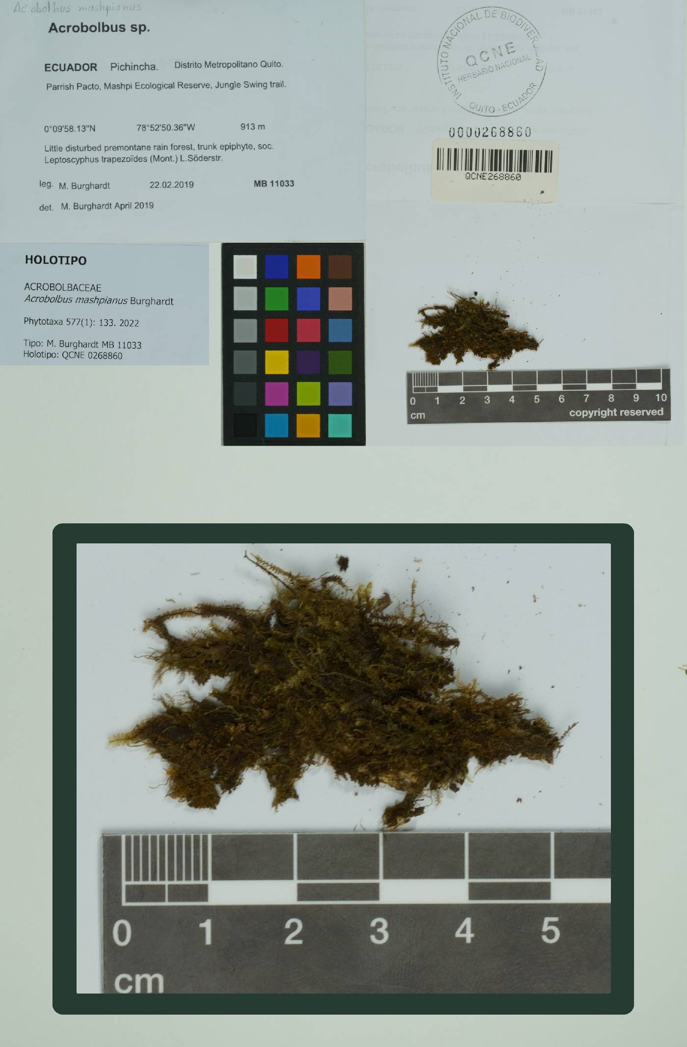 Acrobolbus mashpianus image