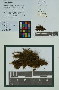 Image of Acrobolbus mashpianus