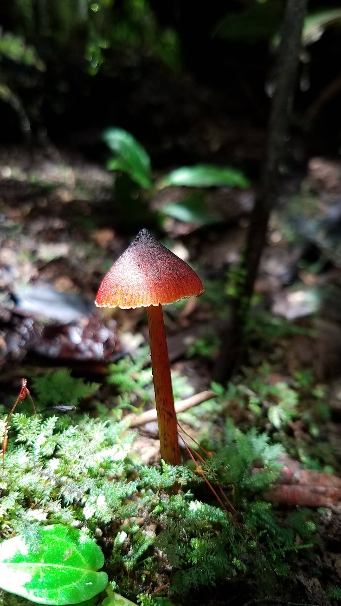 Hygrocybe image