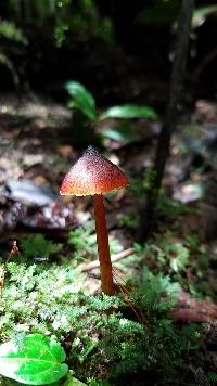 Image of Hygrocybe conica