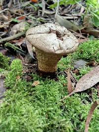 Image of Lycoperdon perlatum