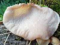 Auricularia fuscosuccinea image
