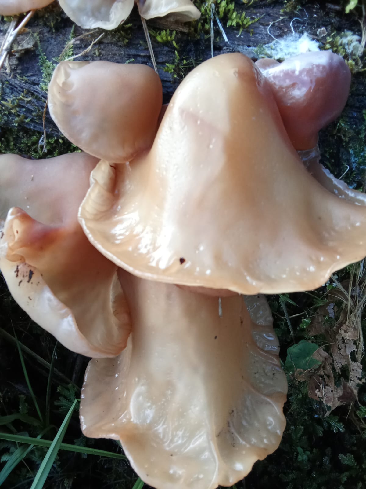 Auriculariaceae image