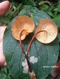 Marasmius cladophyllus image