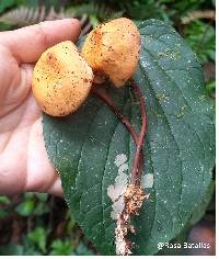 Image of Marasmius cladophyllus