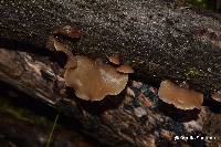 Auricularia fuscosuccinea image