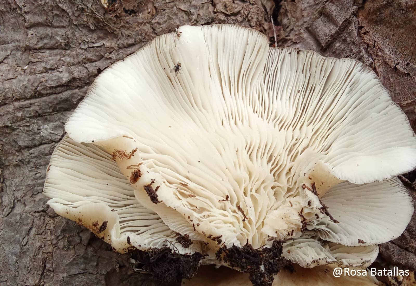 Pleurotaceae image