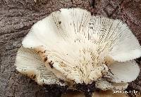 Image of Pleurotus ostreatus