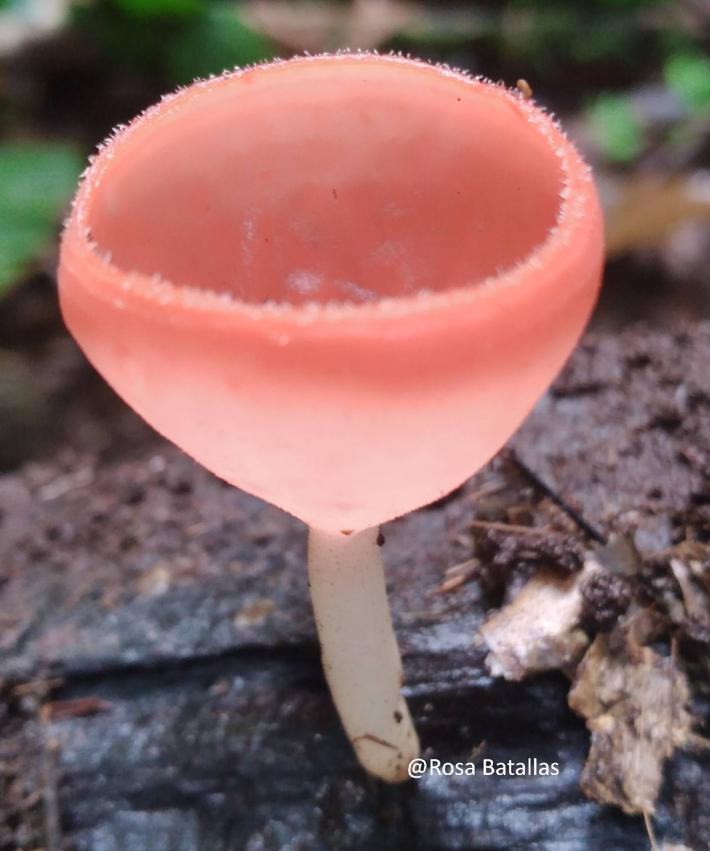 Sarcoscyphaceae image