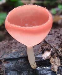 Image of Cookeina speciosa