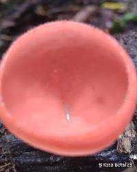 Cookeina speciosa image