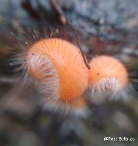 Image of Cookeina tricholoma