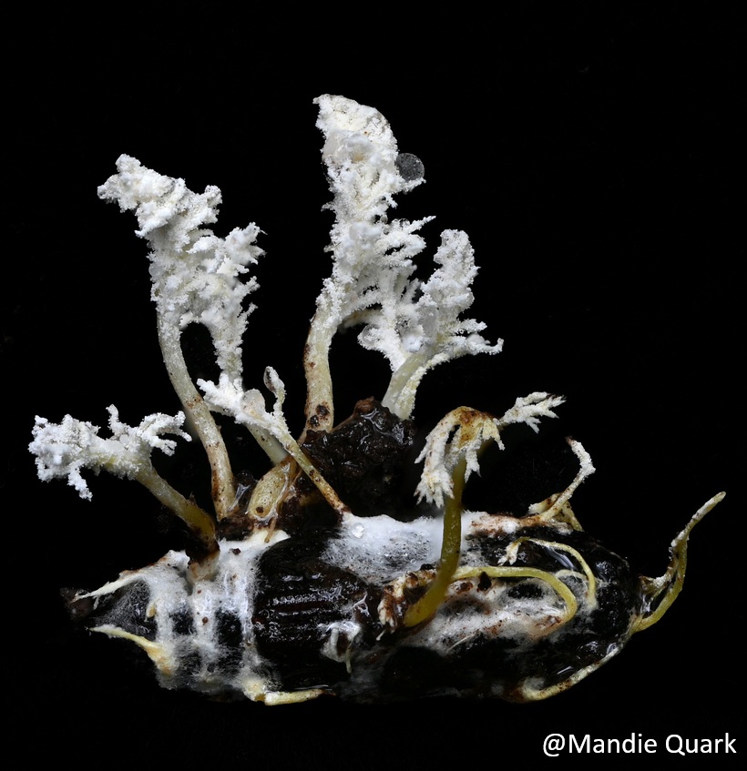 Cordyceps tenuipes image