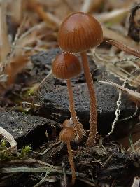 Deconica coprophila image