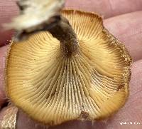 Lentinus crinitus image