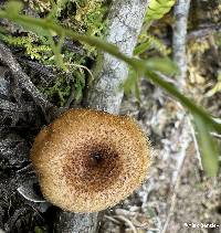 Image of Lentinus crinitus