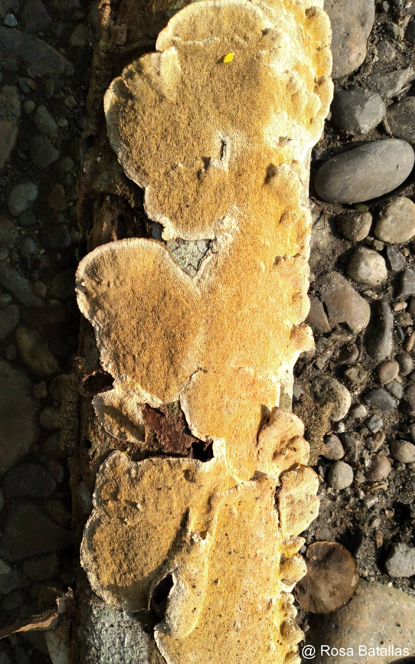 Irpicaceae image
