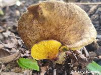 Boletinellus exiguus image