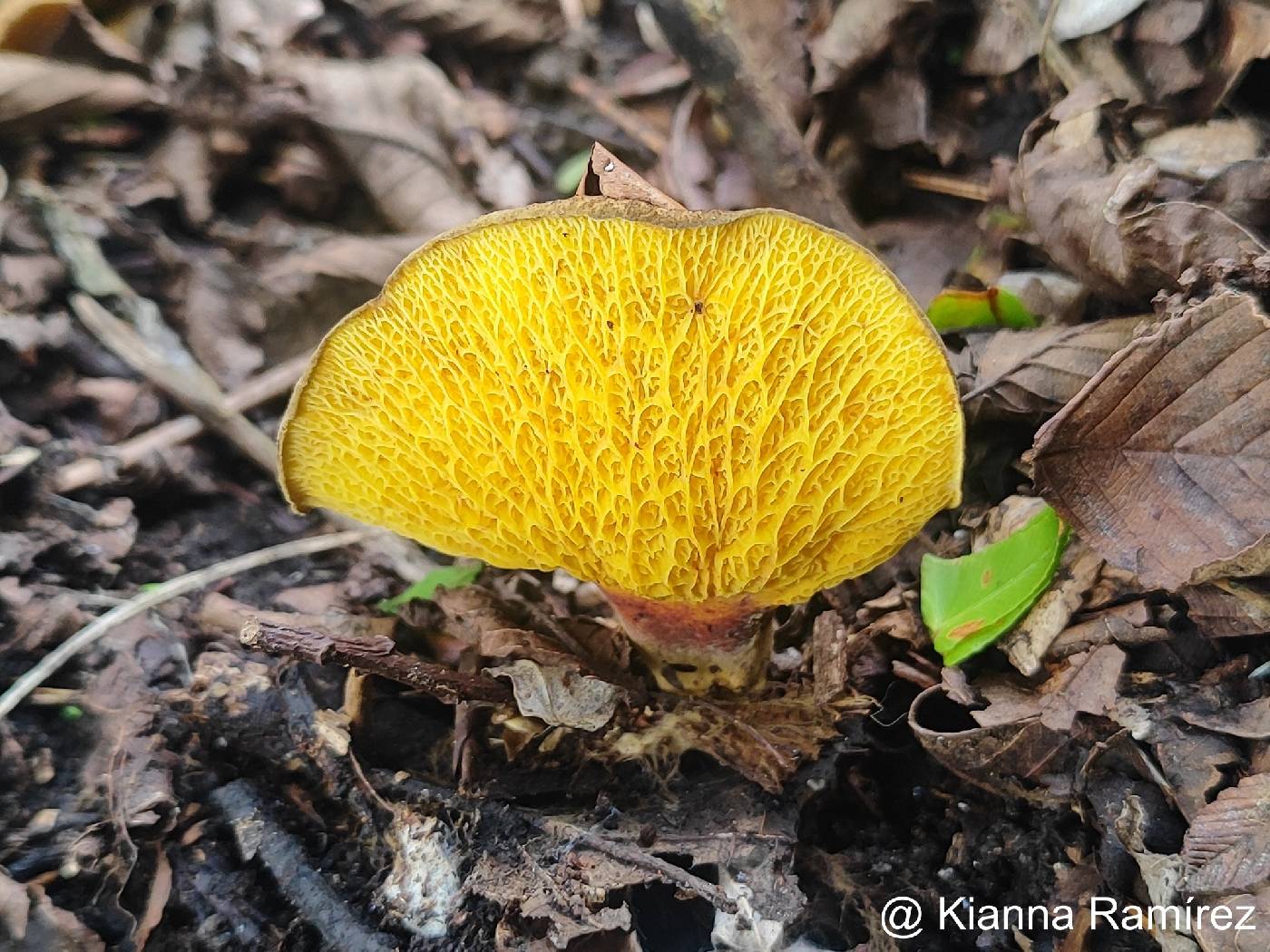 Boletinellus exiguus image