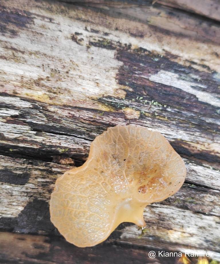 Auricularia delicata image