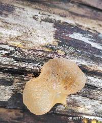 Auricularia delicata image