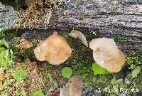 Auricularia delicata image