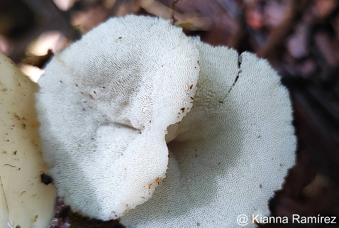 Auriscalpiaceae image