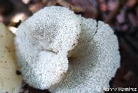 Image of Auriscalpium villipes