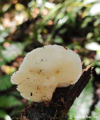 Auriscalpium villipes image