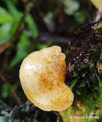 Boletinellus exiguus image