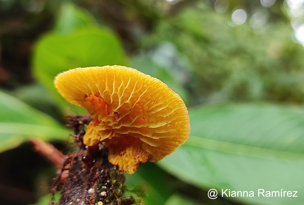 Boletinellus exiguus image